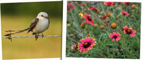 Oklahoma state bird and flower